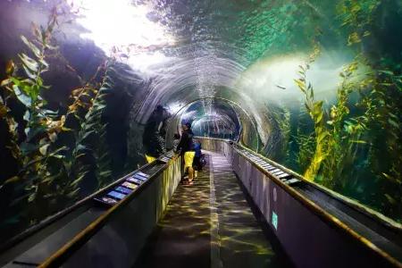 一个家庭在海湾水族馆的隧道里寻找海洋生活