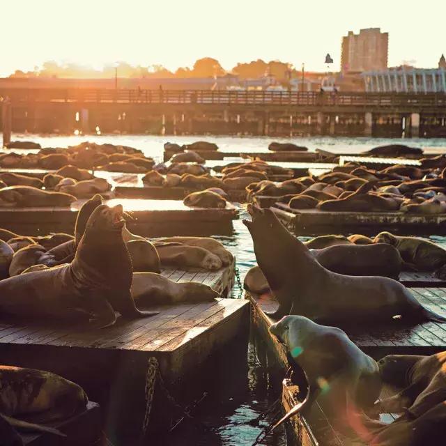 海狮 ruhen sich bei Sonnenuntergang am K Dock des 39号码头 aus